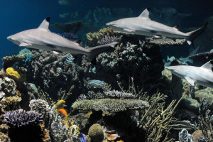 Blacktip Reef Shark Introduction