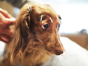 Japanese Dogs Treated By Owners
