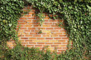 Ivy