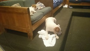 Dogs found