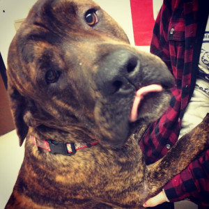 Washington Humane Society