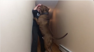 Largest pitbull