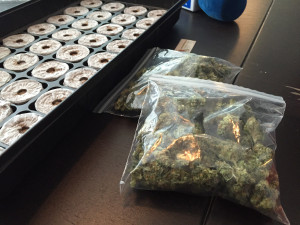 Pot amo
