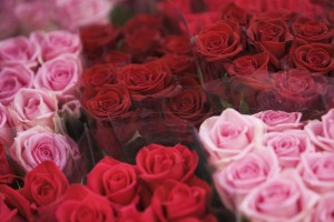 Roses