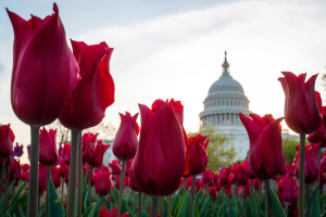 Tulip capitol AP