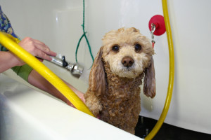 Dog grooming