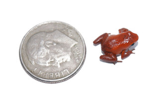 Dart frog