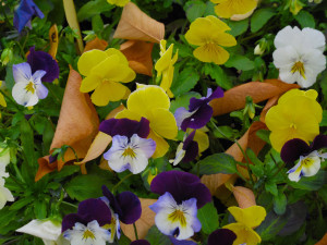 Gardening Season Extending