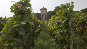 France EU Wine
