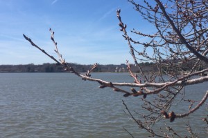 Budding cherry blossom