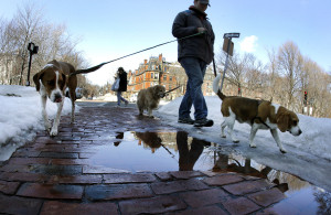 New England Snow The Big Melt