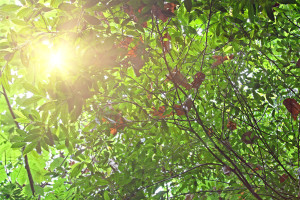 Spring leaves