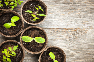 Plants