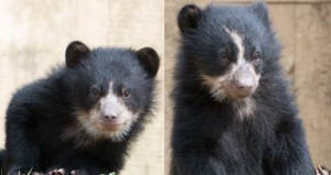 Andean bears at National Zoo