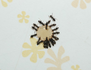 AntsMikeRauppCredit