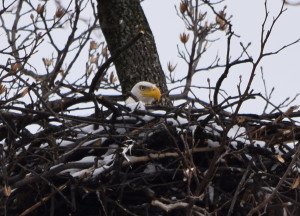 Eagle