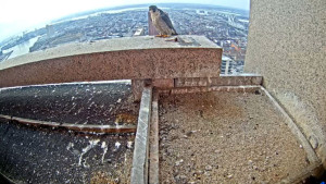 Falcon