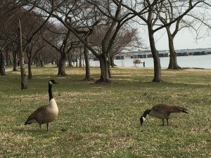 Geese