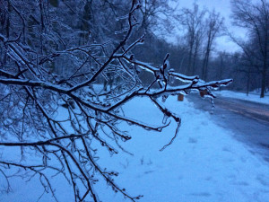 Ice tree nia