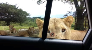 Lioness