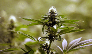 Marijuana