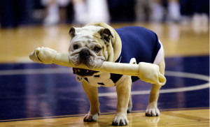 Mascot dog Georgetown