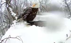 Neweagle3