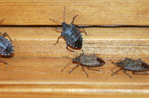 Stink bugs