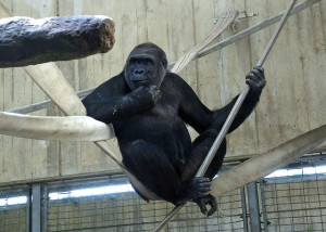 Calaya, a western lowland gorilla
