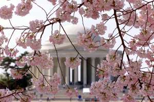 CHERRY BLOSSOMS