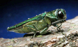 Ash Borers Bite