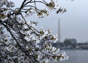 Cherry Blossoms