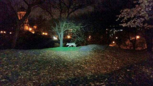 Coyotes in the City