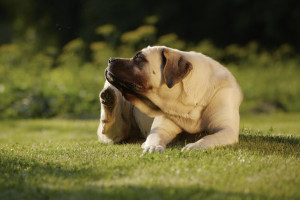 Dog Allergies