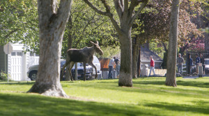 Loose Moose Returns