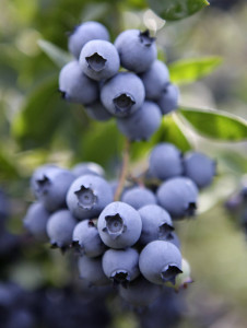 Farm Scene Blueberry Blues