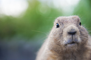 Groundhog