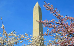 Monument cherryblossoms
