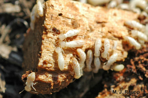Termite