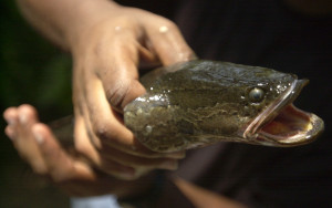 THOMPSON, SNAKEHEAD