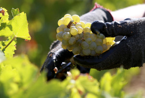 France Early Winemakers