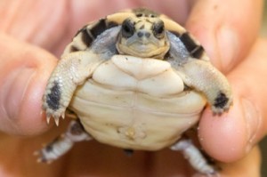 SPIDER TORTOISE