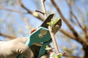 Pruning