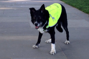Border collie jaa