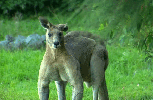 Muscles kangaroo