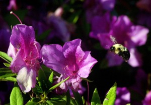 HISTORIC AZALEAS