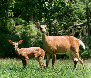 MOTHER AND FAWN