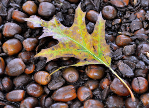 Acorns Garden Plot