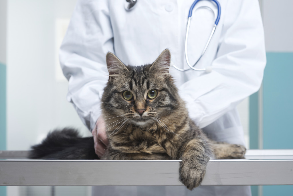 Cat Thinkstock