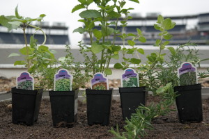Nats veggies